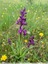 Orchis Bouffon