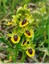 Les ophrys jaunes ont bien poussé