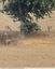 Un groupe de chevreuil