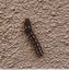 Une chenille sur mon mur de cloture