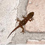 Mini gecko