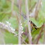 Diphyus quadripunctorius ?