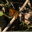 Papillon orangé