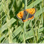 Jolie tâche orange dans l'herbe
