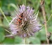 Zygène de la petite coronille