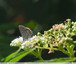 Papillon azuré brun