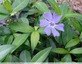 Fleur de pervenche à 6 pétales