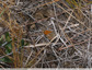 orangé à ocelle noire pupillée