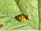 Plusieurs coccinelles jaunes