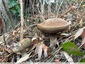 2 bolets des peupliers
