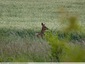 Une chevrette dans la friche d'Ingine