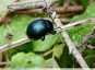 chrysomèle noire