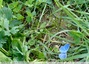 Petit papillon bleu