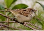 Moineau de mon jardin