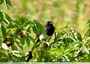 Pie qui aime les cerises