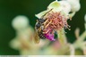 Une abeille du genre Halictus