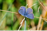 Un autre azuré bleu