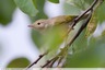 Un petit oiseau jaune