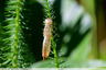 Une exuvie de grosse libellule