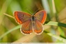 Un beau papillon