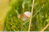 Un petit escargot des haies