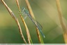 Bel insecte bleu