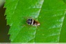 Une blatte dans la ripisylve du Cabousset