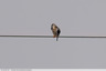 Quel est donc ce rapace ?