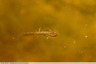 Petits tritons deviendront grands