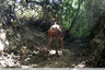 Un chevreuil dans le ruisseau