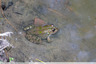 La grenouille du Berjean