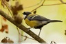 Une mésange dans la ripisylve
