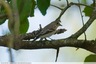 Des gobemouche noirs en grand nombre dans le bois de la Caprice