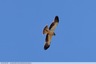 Un aigle dans le ciel d'Escalquens