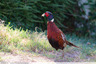 Un faisan dans le jardin