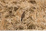 Un oiseau rare dans le secteur