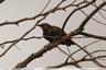 Un des oiseaux les plus communs du moment