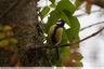 Une mésange dans la ripisylve