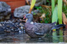 Les pigeons aiment l'eau