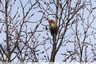 Un rouge gorge près du Berjean
