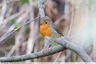 Un rouge-gorge qui joue à cache cache