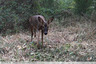 Une chevrette dans le bois