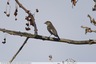Un gobe-mouche noir dans la ripisylve
