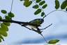 Une mésange en haut d'un arbre