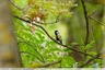 Une mésange dans la ripisylve