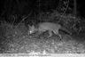 Le renard sort du buisson