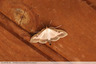 Voilà le papillon