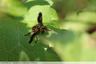Une mouche exotique
