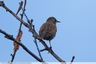 Ce groupe d'oiseaux était au sommet des arbres