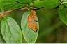 Les papillons sont de sortie